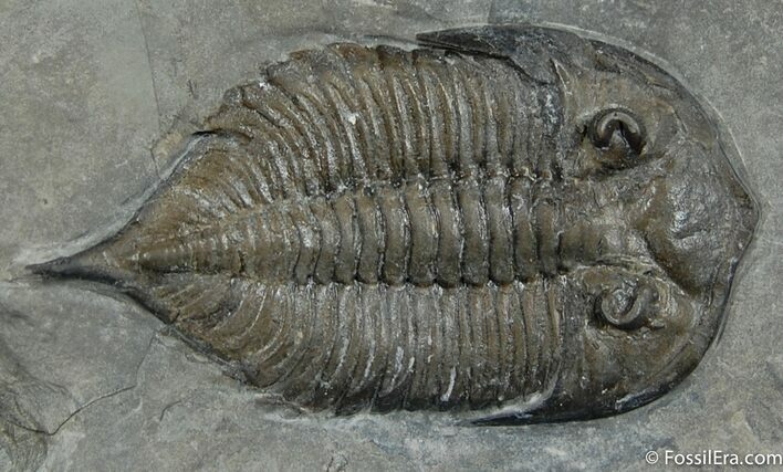 Dalmanites Trilobite From NY - Great Display Specimen #10